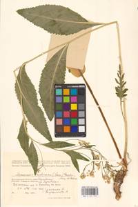 Armoracia rusticana G.Gaertn., B.Mey. & Scherb., Eastern Europe, Lower Volga region (E9) (Russia)