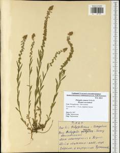 Polygala comosa Schkuhr, Eastern Europe, Central region (E4) (Russia)