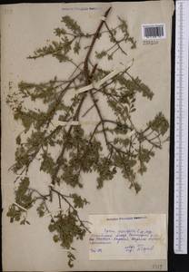 Spiraea crenata L., Middle Asia, Northern & Central Kazakhstan (M10) (Kazakhstan)