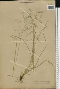 Deschampsia cespitosa (L.) P.Beauv., Eastern Europe, Central forest region (E5) (Russia)