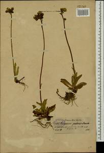 Pilosella caespitosa subsp. caespitosa, Eastern Europe, North-Western region (E2) (Russia)