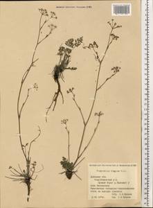 Pimpinella tragium Vill., Eastern Europe, South Ukrainian region (E12) (Ukraine)