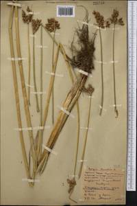 Schoenoplectus lacustris (L.) Palla, Middle Asia, Northern & Central Kazakhstan (M10) (Kazakhstan)