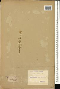 Linum perenne L., Caucasus, Georgia (K4) (Georgia)