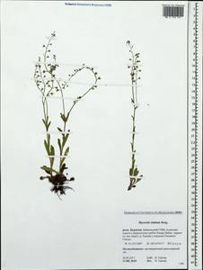 Myosotis imitata Serg., Siberia, Baikal & Transbaikal region (S4) (Russia)