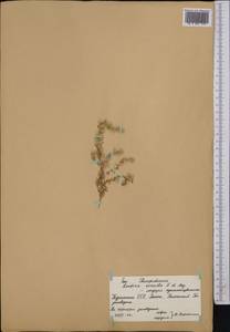Bassia eriophora (Steph. ex M. Bieb.) Kuntze, Middle Asia, Karakum (M6) (Turkmenistan)