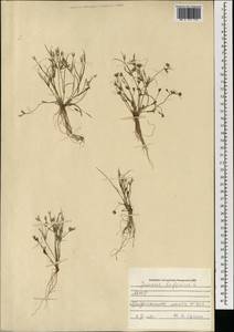 Juncus bufonius L., Mongolia (MONG) (Mongolia)