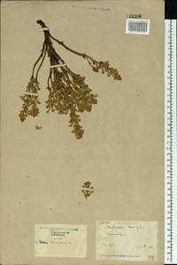Phelipanche ramosa (L.) Pomel, Eastern Europe, North Ukrainian region (E11) (Ukraine)