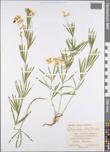 Lathyrus pannonicus subsp. collinus (J.Ortmann)Soo, Eastern Europe, Lower Volga region (E9) (Russia)