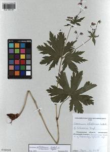 KUZ 000 251, Geranium albiflorum Ledeb., Siberia, Altai & Sayany Mountains (S2) (Russia)