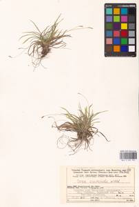 Carex ornithopoda Willd., Eastern Europe, Northern region (E1) (Russia)