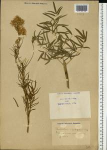 Thalictrum lucidum L., Eastern Europe, North Ukrainian region (E11) (Ukraine)