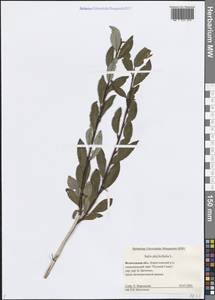 Salix phylicifolia L., Eastern Europe, Northern region (E1) (Russia)