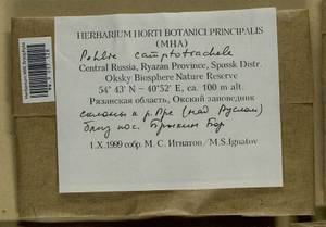 Pohlia camptotrachela (Renauld & Cardot) Broth., Bryophytes, Bryophytes - Middle Russia (B6) (Russia)