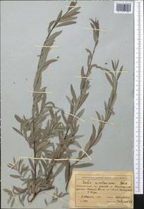Salix capusii Franch., Middle Asia, Western Tian Shan & Karatau (M3) (Kyrgyzstan)