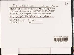 Niphotrichum elongatum (Ehrh. ex Frisvoll) Bedn.-Ochyra & Ochyra, Bryophytes, Bryophytes - Russian Far East (excl. Chukotka & Kamchatka) (B20) (Russia)