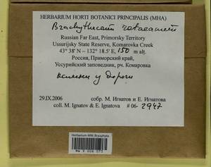 Brachythecium capillaceum (F. Weber & D. Mohr) Giacom., Bryophytes, Bryophytes - Russian Far East (excl. Chukotka & Kamchatka) (B20) (Russia)