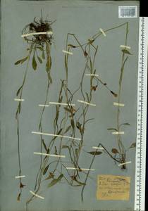 Campanula stevenii subsp. turczaninovii (Fed.) Victorov, Siberia, Western (Kazakhstan) Altai Mountains (S2a) (Kazakhstan)