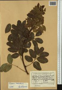 Pistacia terebinthus L., Western Europe (EUR) (Albania)