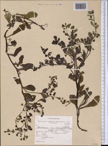 Mertensia maritima (L.) Gray, America (AMER) (United States)