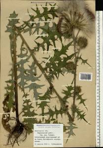 Cirsium vulgare (Savi) Ten., Eastern Europe, Northern region (E1) (Russia)