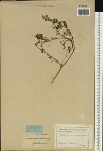Coriandrum sativum L., Eastern Europe, Rostov Oblast (E12a) (Russia)