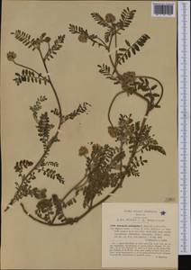 Astragalus echinatus Murray, Western Europe (EUR) (Italy)