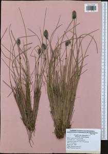 Eriophorum vaginatum L., Eastern Europe, Central region (E4) (Russia)