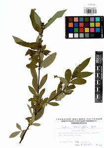Salix rhamnifolia, Siberia, Baikal & Transbaikal region (S4) (Russia)