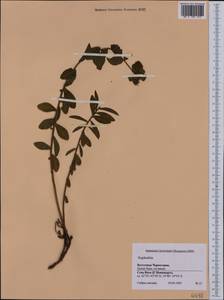Euphorbia, Western Europe (EUR) (Montenegro)