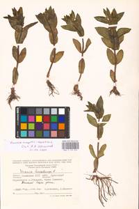 MHA 0 159 839, Veronica anagallis-aquatica L., Eastern Europe, Lower Volga region (E9) (Russia)