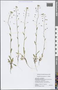 Capsella bursa-pastoris (L.) Medik., Eastern Europe, Lower Volga region (E9) (Russia)