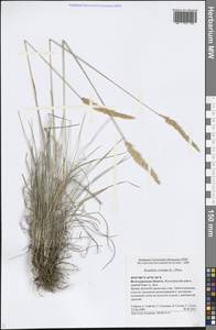 Koeleria pyramidata (Lam.) P.Beauv., Eastern Europe, Lower Volga region (E9) (Russia)