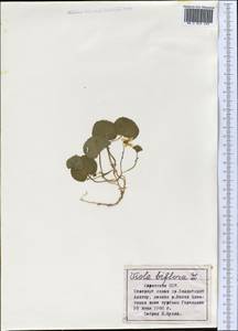 Viola biflora L., Middle Asia, Northern & Central Tian Shan (M4) (Kazakhstan)
