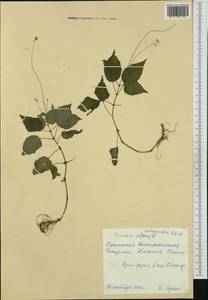 Circaea ×intermedia Ehrh., Western Europe (EUR) (Germany)