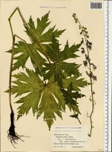Aconitum septentrionale Koelle, Eastern Europe, Northern region (E1) (Russia)