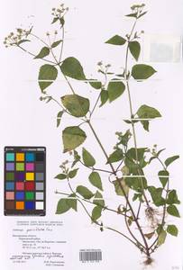 Galinsoga parviflora Cav., Eastern Europe, Central forest-and-steppe region (E6) (Russia)