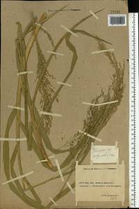 Glyceria maxima (Hartm.) Holmb., Eastern Europe, Rostov Oblast (E12a) (Russia)