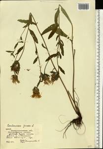 Centaurea jacea L., Eastern Europe, West Ukrainian region (E13) (Ukraine)