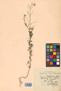 Descurainia sophia (L.) Webb ex Prantl, Siberia, Russian Far East (S6) (Russia)
