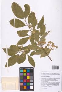 Euonymus europaeus L., Eastern Europe, Central forest-and-steppe region (E6) (Russia)