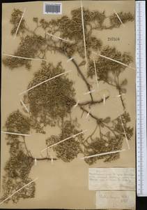 Limonium caspium (Willd.) Gams, Middle Asia, Muyunkumy, Balkhash & Betpak-Dala (M9) (Kazakhstan)