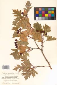 Crataegus pinnatifida Bunge, Siberia, Russian Far East (S6) (Russia)