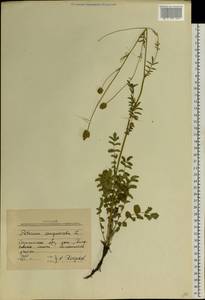 Poterium sanguisorba L., Eastern Europe, South Ukrainian region (E12) (Ukraine)