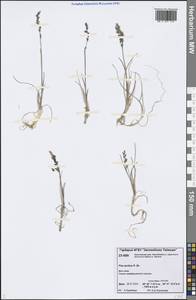 Poa arctica R.Br., Siberia, Central Siberia (S3) (Russia)