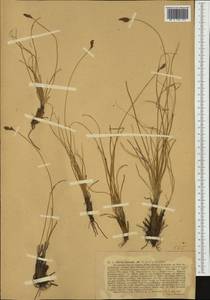 Carex curvula All., Western Europe (EUR) (Switzerland)