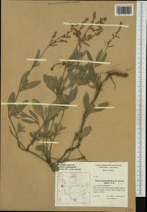 Halimione portulacoides (L.) Aellen, Western Europe (EUR) (Germany)