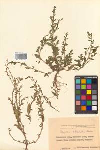 Polygonum aviculare L., Siberia, Russian Far East (S6) (Russia)