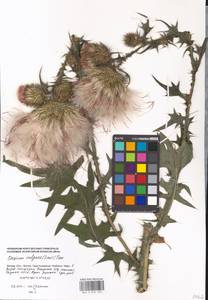 Cirsium vulgare (Savi) Ten., Eastern Europe, Moscow region (E4a) (Russia)