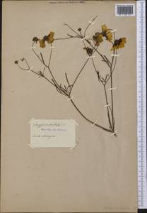 Coreopsis verticillata L., America (AMER) (Russia)